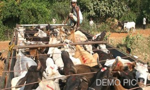 cow smuggling