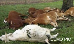 dead cows