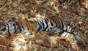 dead tiger